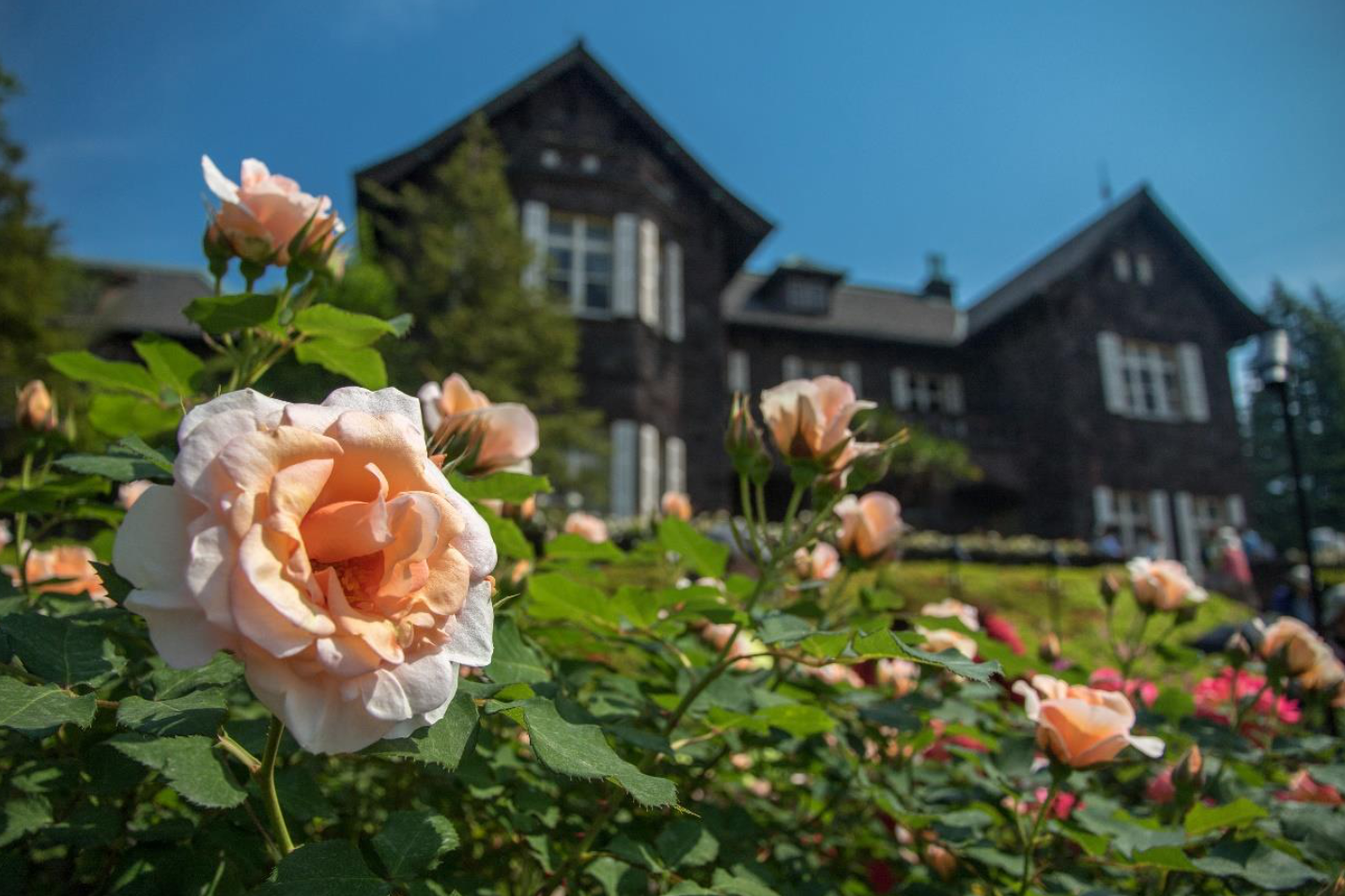 洋館に薔薇が似合う、旧古河庭園 | 季節特集 | 特集ページ | 「日本