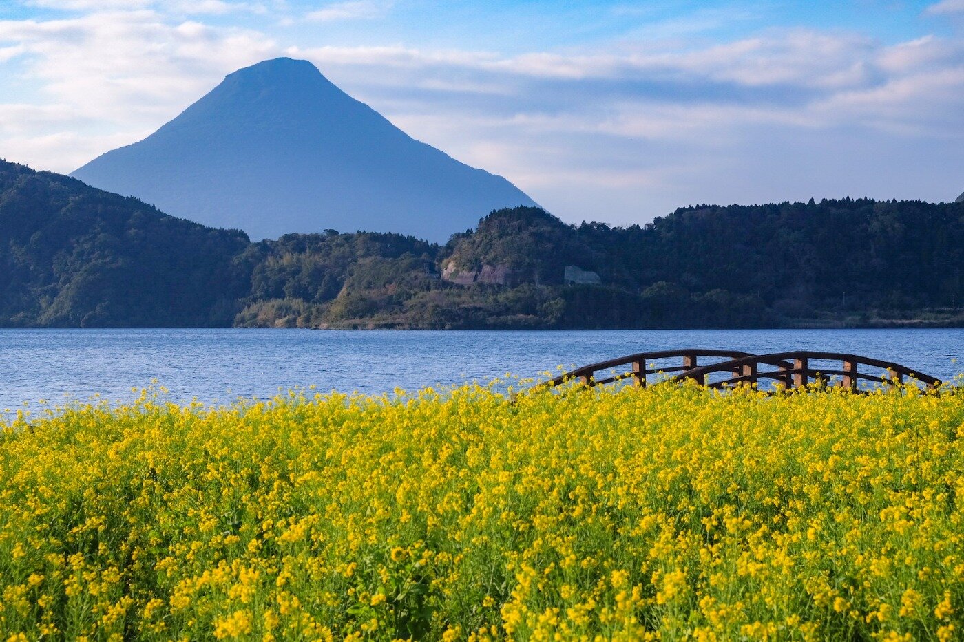 菜の花越しの開聞岳が絶景！指宿の池田湖公園 | 鹿児島県 | 全国の花