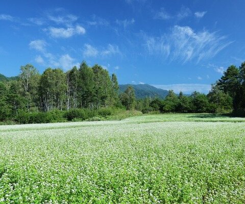 全国の花風景 はなまっぷ 日本の美しい花風景 花の名所検索サイト 絶景のお花畑を見に行こう