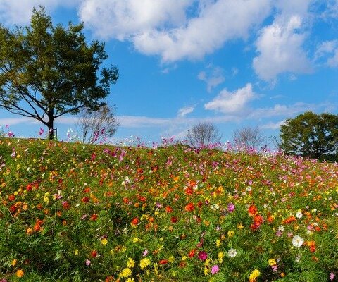 関西 全国の花風景 はなまっぷ 日本の美しい花風景 花の名所検索サイト 絶景のお花畑を見に行こう