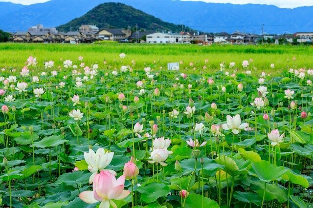 極楽浄土のような風景！心が洗われる蓮の名所 | お知らせ | はなまっぷ～日本の美しい花風景～（花の名所検索サイト）｜絶景のお花畑を見に行こう！