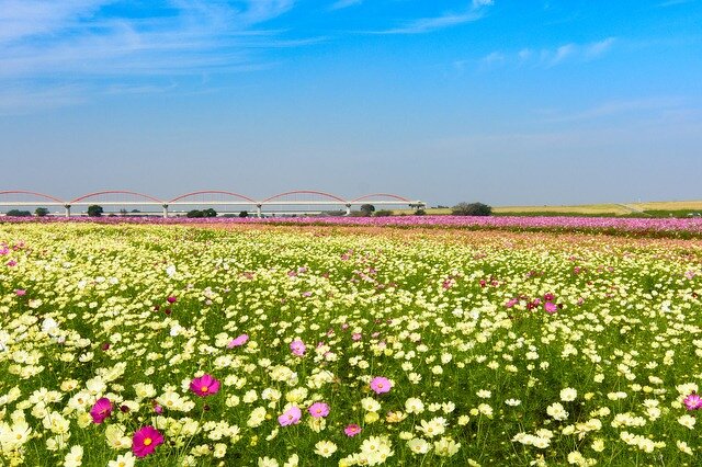吹上コスモス畑 埼玉県 全国の花風景 はなまっぷ 日本の美しい花風景 花の名所検索サイト 絶景のお花畑を見に行こう