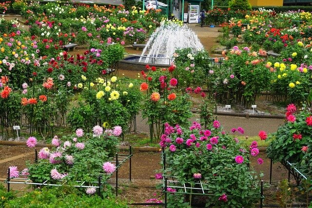 町田ダリア園（町田薬師池公園四季彩の杜） | 東京都 | 全国の花風景