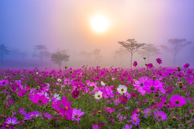 内山牧場大コスモス園 長野県 全国の花風景 はなまっぷ 日本の美しい花風景 花の名所検索サイト 絶景のお花畑を見に行こう