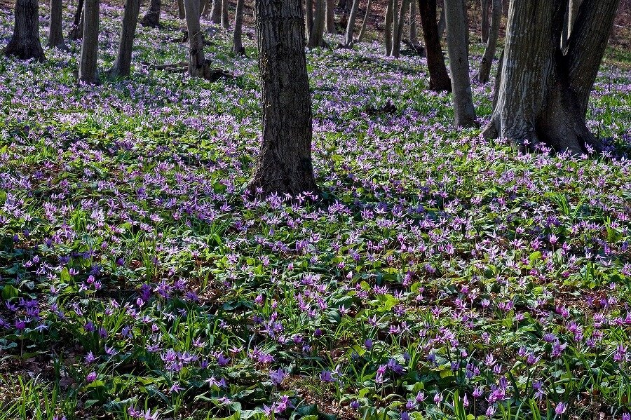 みかも山公園 栃木県 全国の花風景 はなまっぷ 日本の美しい花風景 花の名所検索サイト 絶景のお花畑を見に行こう