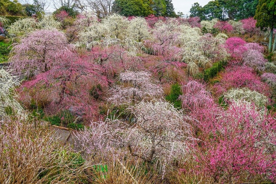 一面のしだれ梅が楽しめる 龍尾神社のしだれ梅 静岡県 全国の花風景 はなまっぷ 日本の美しい花風景 花 の名所検索サイト 絶景のお花畑を見に行こう
