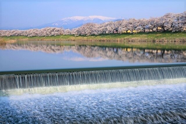 韮神堰付近の蔵王連峰を背景にした桜並木と川にうつるリフレクション