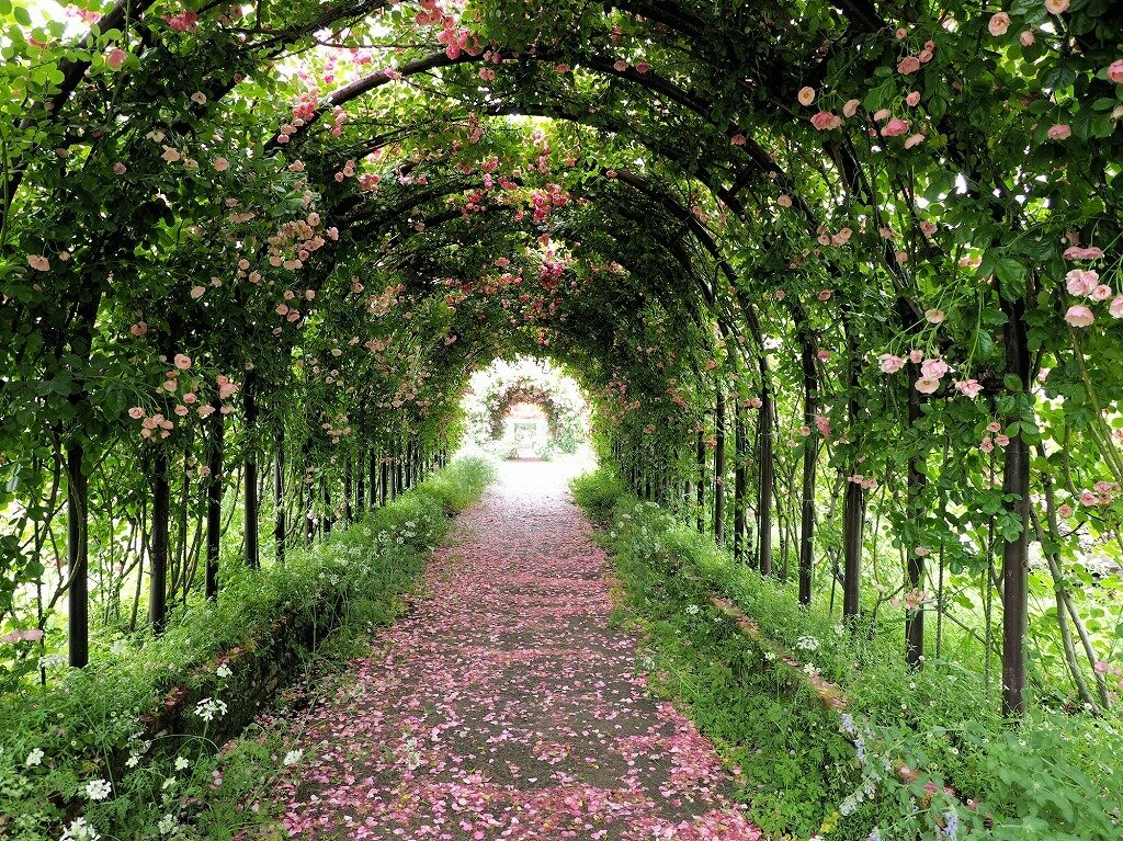 Aso Milk Factory はな阿蘇美 熊本県 全国の花風景 はなまっぷ 日本の美しい花風景 花 の名所検索サイト 絶景のお花畑を見に行こう