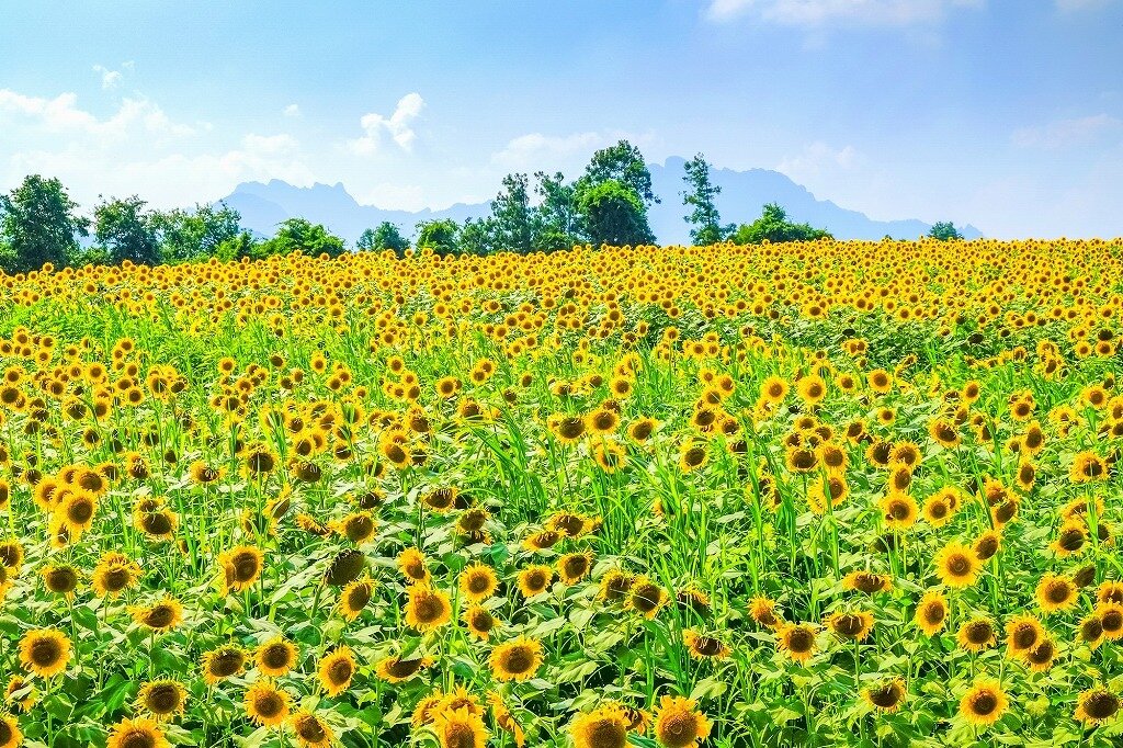 丹生湖 群馬県 全国の花風景 はなまっぷ 日本の美しい花風景 花の名所検索サイト 絶景のお花畑を見に行こう