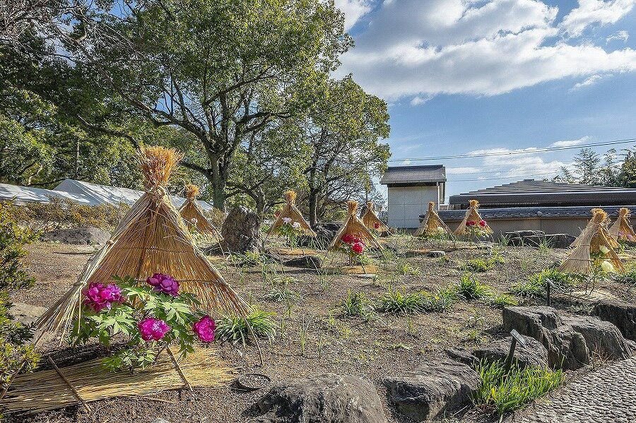 ２００株の冬ぼたんが楽しめる筥崎宮 神苑花庭園 福岡県 全国の花風景 はなまっぷ 日本の美しい花風景 花の名所検索サイト 絶景のお花畑 を見に行こう