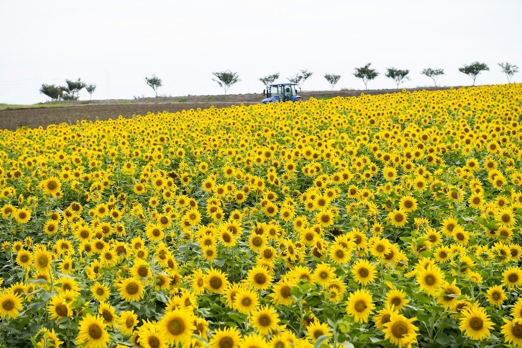 観光農園花ひろば 愛知県 全国の花風景 はなまっぷ 日本の美しい花風景 花の名所検索サイト 絶景のお花畑を見に行こう