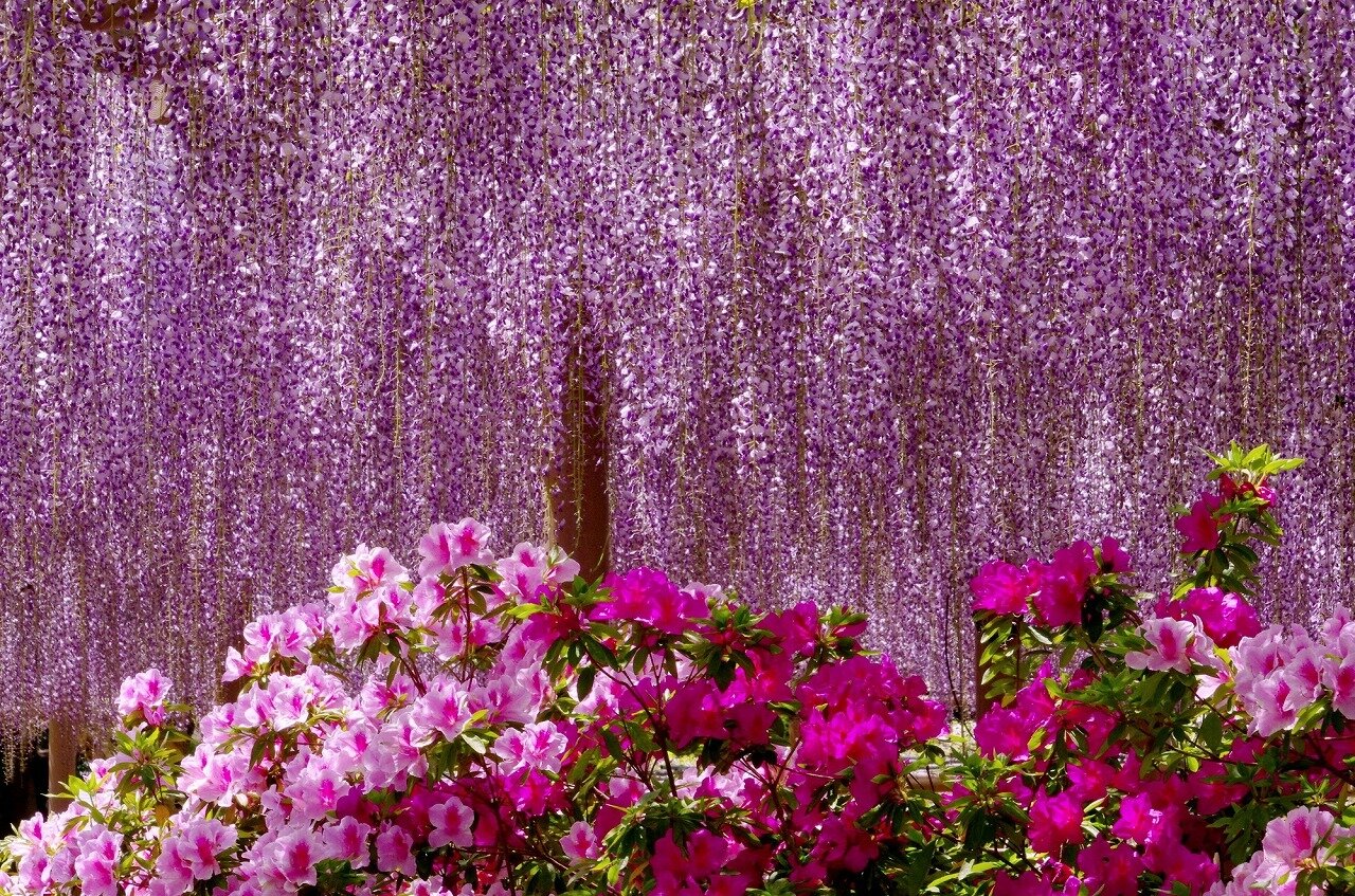 曼荼羅寺公園 愛知県 全国の花風景 はなまっぷ 日本の美しい花風景 花の名所検索サイト 絶景のお花畑を見に行こう