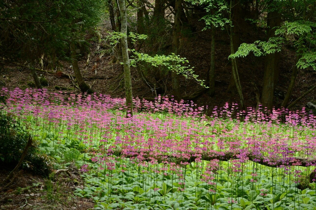 ちくさ高原湿性植物園 兵庫県 全国の花風景 はなまっぷ 日本の美しい花風景 花の名所検索サイト 絶景のお花畑を見に行こう