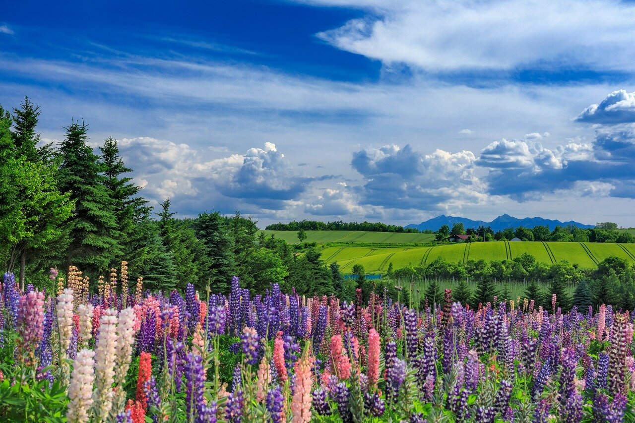 フラワーランドかみふらの 北海道 全国の花風景 はなまっぷ 日本の美しい花風景 花の名所検索サイト 絶景のお花畑を見に行こう