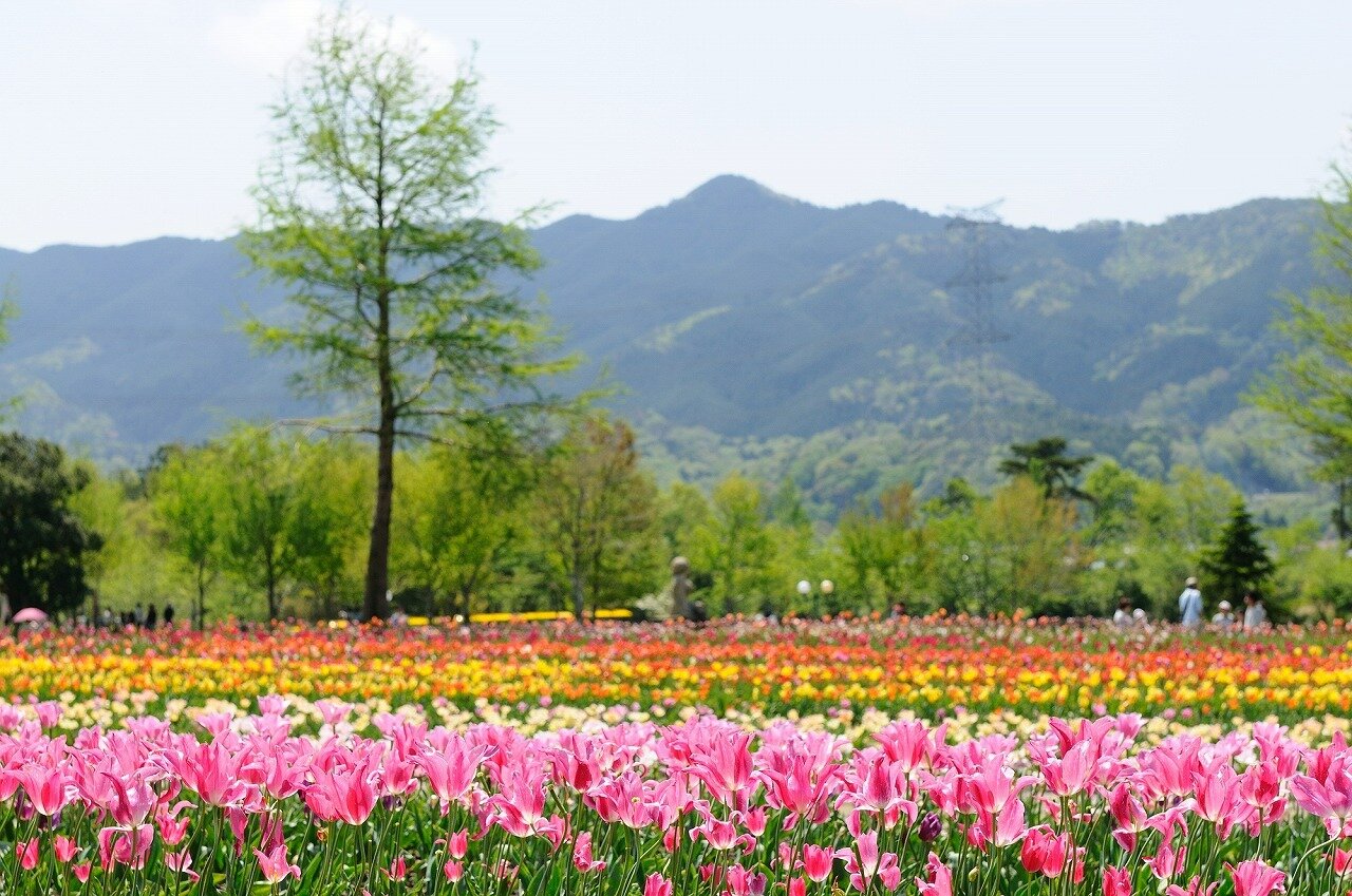 滋賀農業公園ブルーメの丘 滋賀県 全国の花風景 はなまっぷ 日本の美しい花風景 花の名所検索サイト 絶景のお花畑を見に行こう