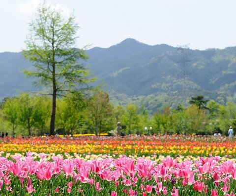 関西 全国の花風景 はなまっぷ 日本の美しい花風景 花の名所検索サイト 絶景のお花畑を見に行こう