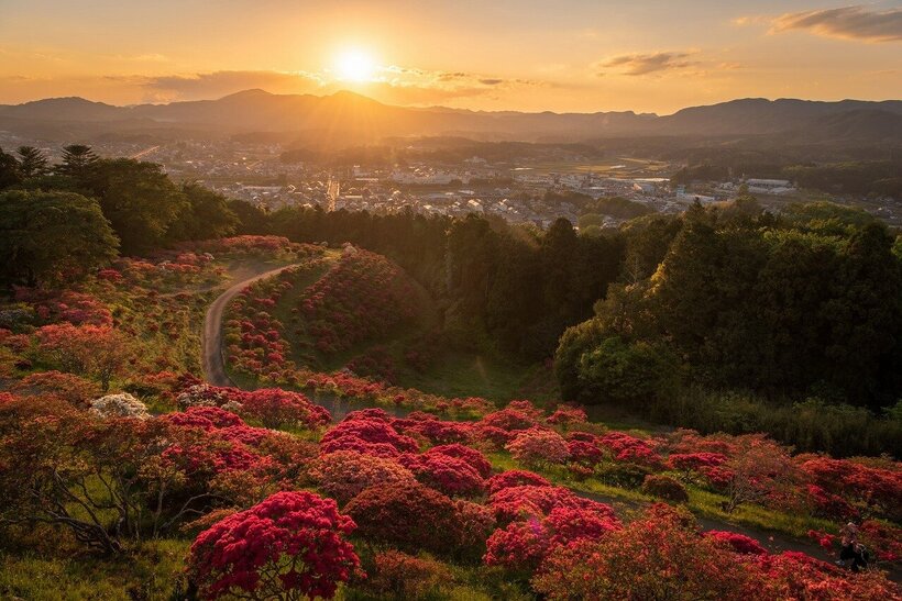 4ページ目 | お知らせ | はなまっぷ～日本の美しい花風景～（花の名所