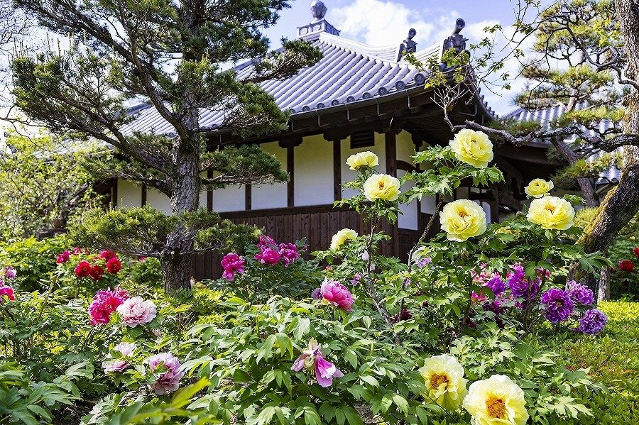 風情ある寒牡丹が楽しめる数少ない名所 奈良県 全国の花風景 はなまっぷ 日本の美しい花風景 花 の名所検索サイト 絶景のお花畑を見に行こう