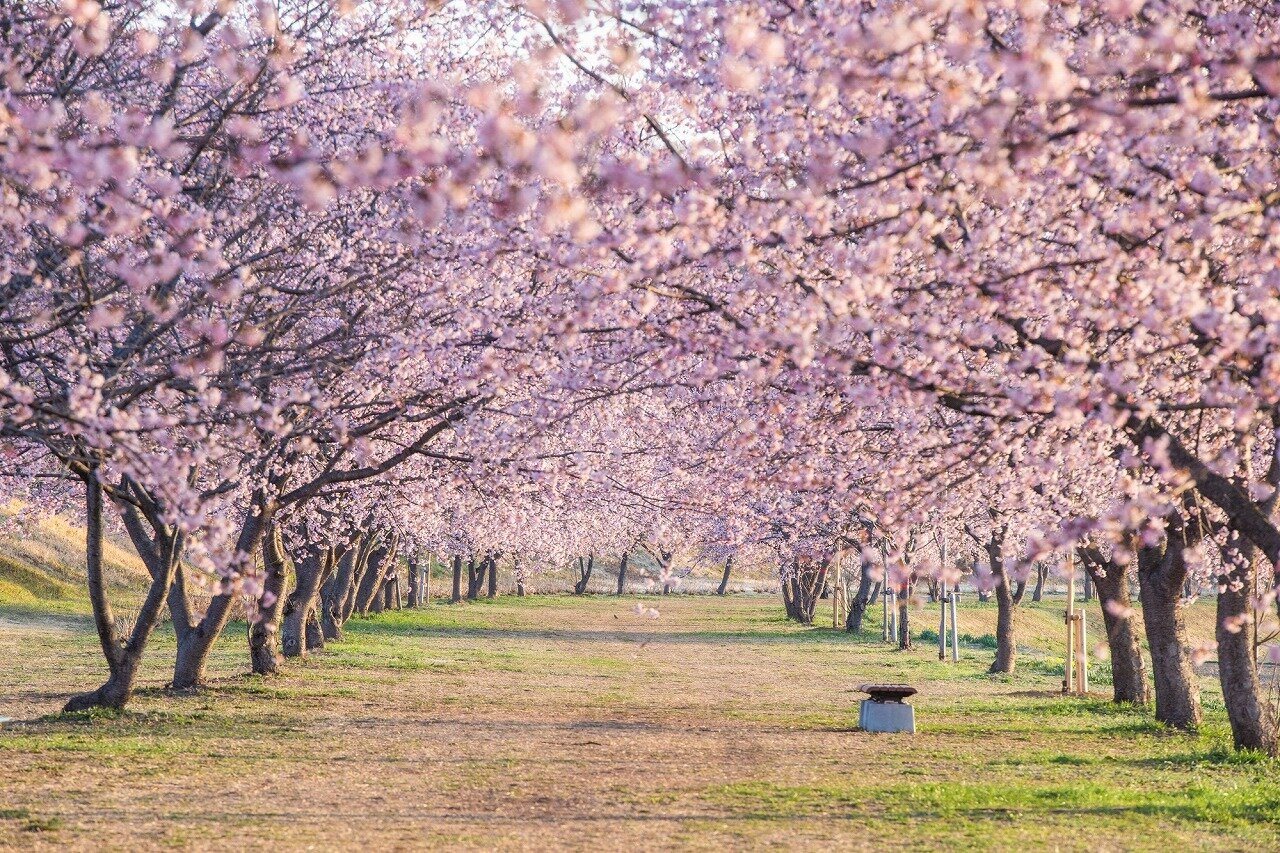 北浅羽桜堤公園 埼玉県 全国の花風景 はなまっぷ 日本の美しい花風景 花の名所検索サイト 絶景のお花畑を見に行こう