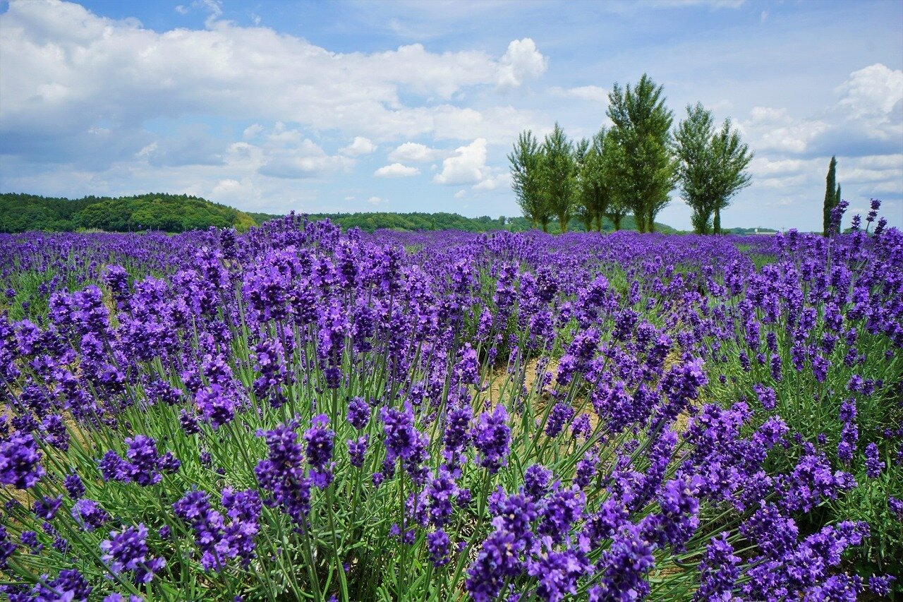 佐倉ラベンダーランド 千葉県 全国の花風景 はなまっぷ 日本の美しい花風景 花の名所検索サイト 絶景のお花畑を見に行こう