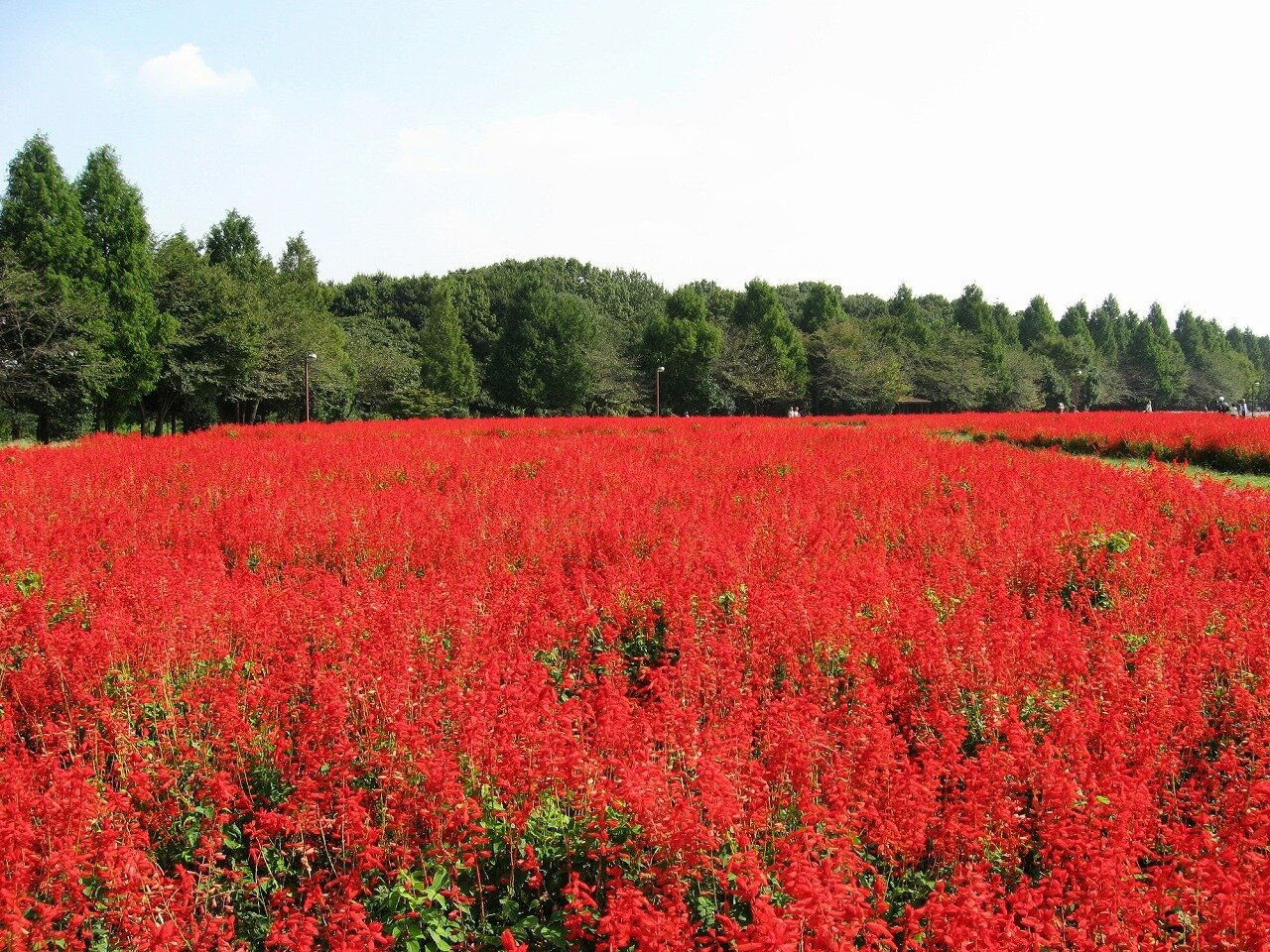 大宮花の丘農林公苑 埼玉県 全国の花風景 はなまっぷ 日本の美しい花風景 花の名所検索サイト 絶景のお花畑を見に行こう