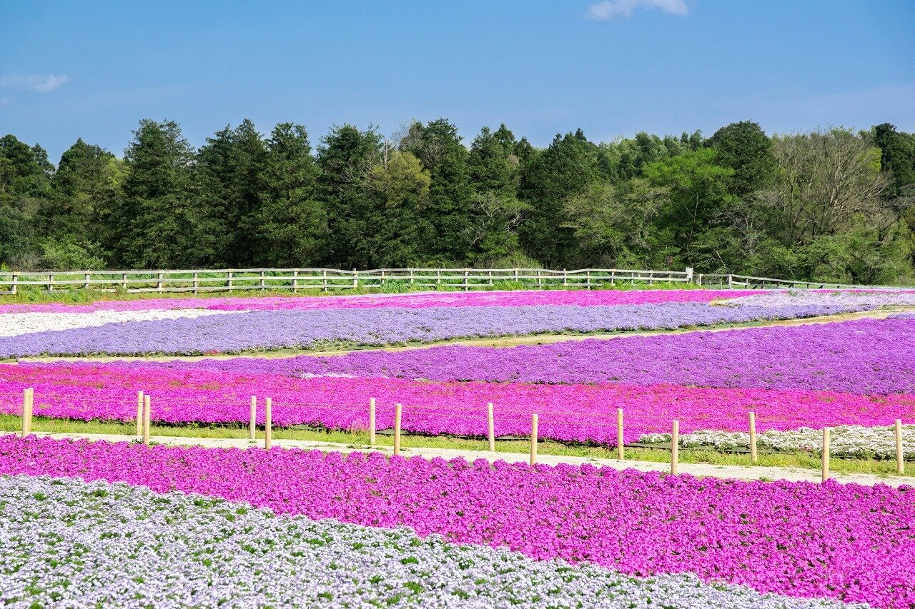 富田さとにわ耕園 千葉県 全国の花風景 はなまっぷ 日本の美しい花風景 花の名所検索サイト 絶景のお花畑を見に行こう