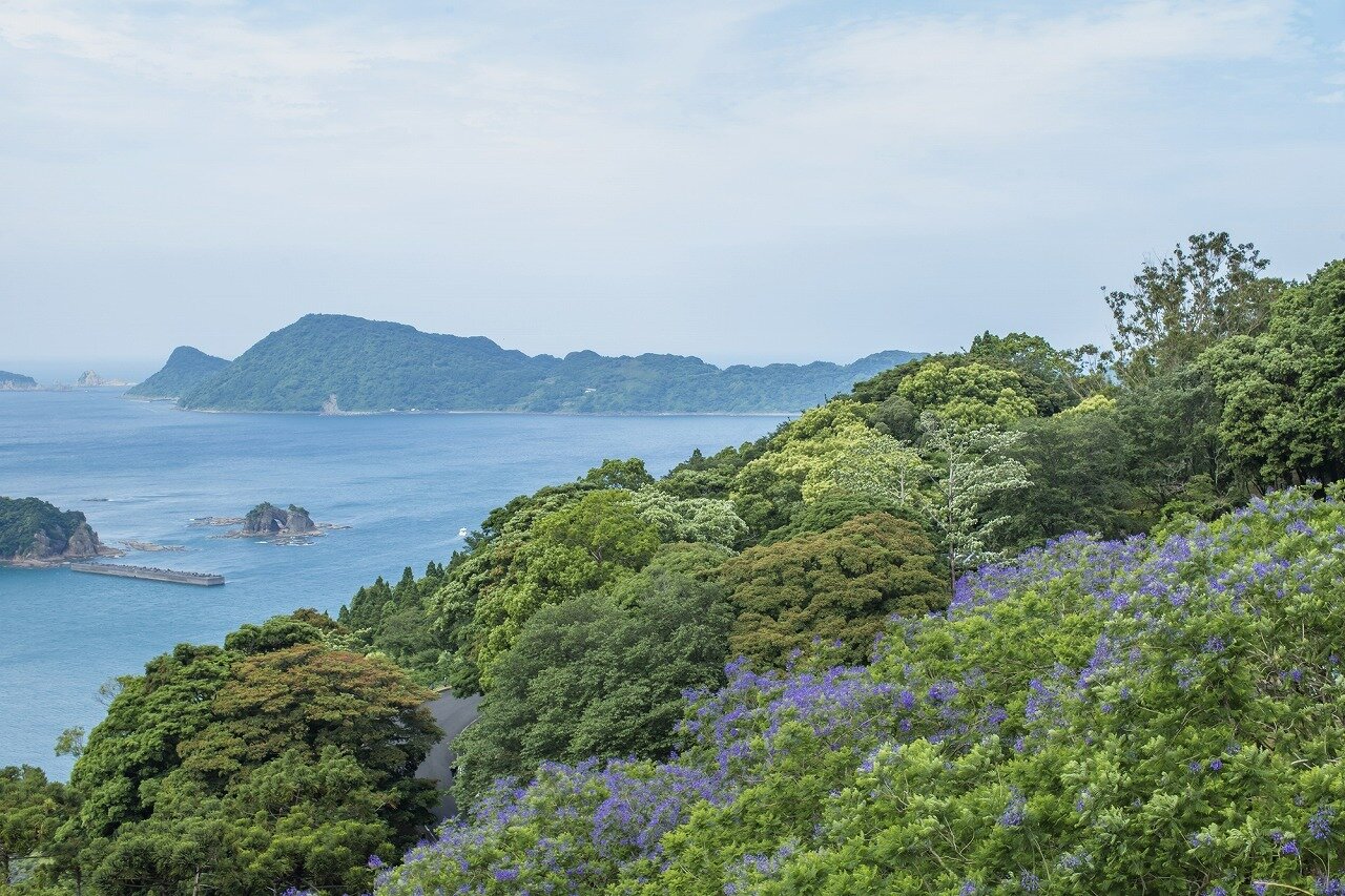 日南ジャカランダの森 宮崎県 全国の花風景 はなまっぷ 日本の美しい花風景 花の名所検索サイト 絶景のお花畑を見に行こう