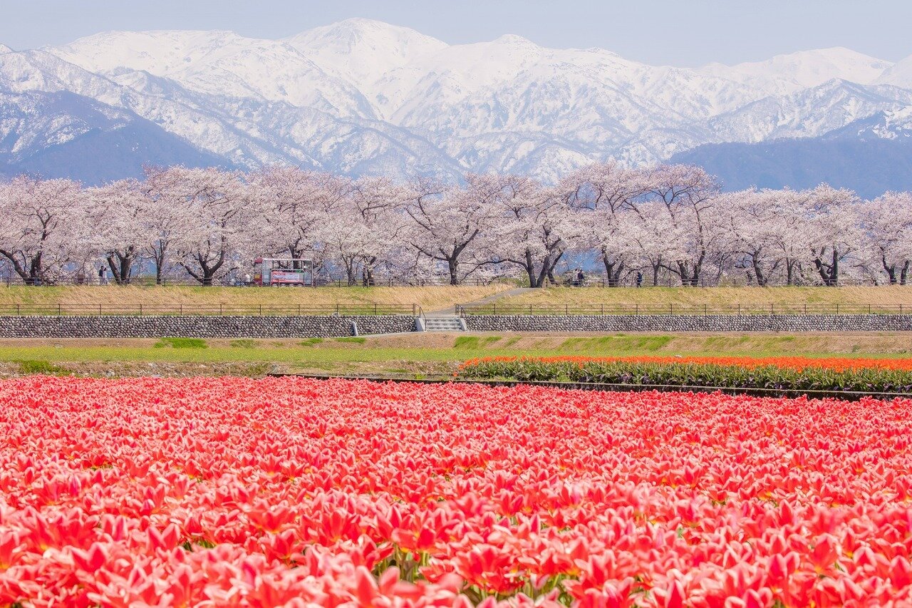 あさひ舟川「春の四重奏」 | 富山県 | 全国の花風景 | はなまっぷ～日本の美しい花風景～（花の名所検索サイト）｜絶景のお花畑を見に行こう！