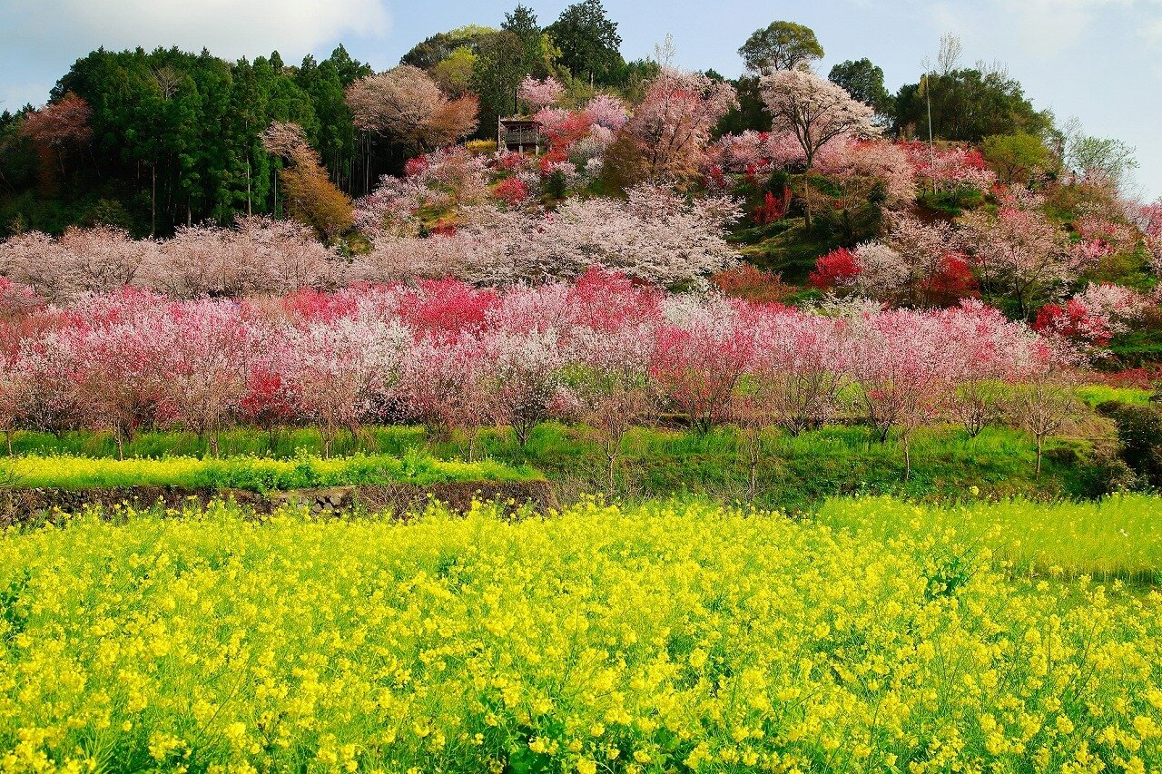 西川花公園 高知県 全国の花風景 はなまっぷ 日本の美しい花風景 花の名所検索サイト 絶景のお花畑を見に行こう