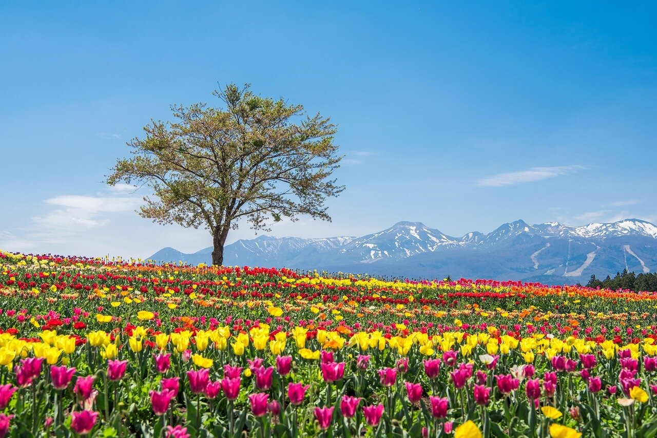 那須フラワーワールド 栃木県 全国の花風景 はなまっぷ 日本の美しい花風景 花の名所検索サイト 絶景のお花畑を見に行こう