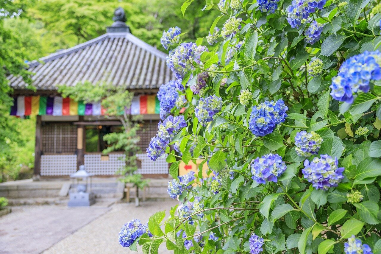 鎌倉 長谷寺 神奈川県 全国の花風景 はなまっぷ 日本の美しい花風景 花の名所検索サイト 絶景のお花畑を見に行こう