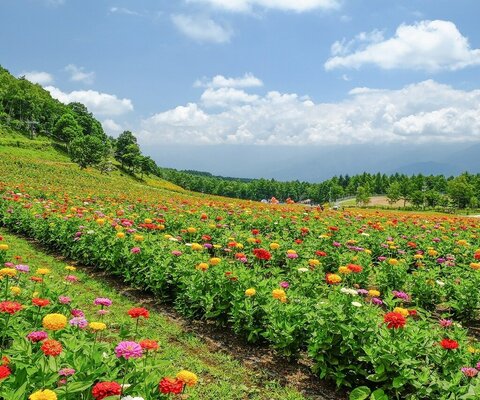 全国の花風景 はなまっぷ 日本の美しい花風景 花の名所検索サイト 絶景のお花畑を見に行こう