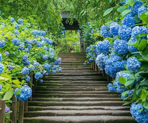全国の花風景 はなまっぷ 日本の美しい花風景 花の名所検索サイト 絶景のお花畑を見に行こう