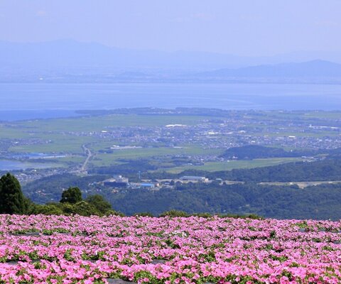 全国の花風景 はなまっぷ 日本の美しい花風景 花の名所検索サイト 絶景のお花畑を見に行こう