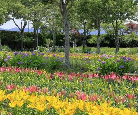 関西 全国の花風景 はなまっぷ 日本の美しい花風景 花の名所検索サイト 絶景のお花畑を見に行こう