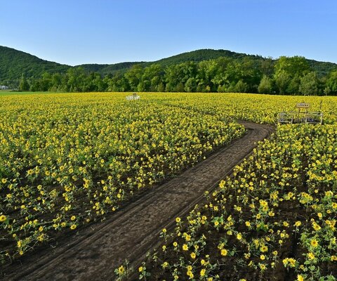 全国の花風景 はなまっぷ 日本の美しい花風景 花の名所検索サイト 絶景のお花畑を見に行こう