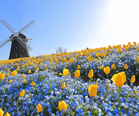 関西 全国の花風景 はなまっぷ 日本の美しい花風景 花の名所検索サイト 絶景のお花畑を見に行こう