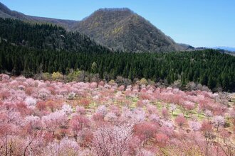 桜4月中旬～
