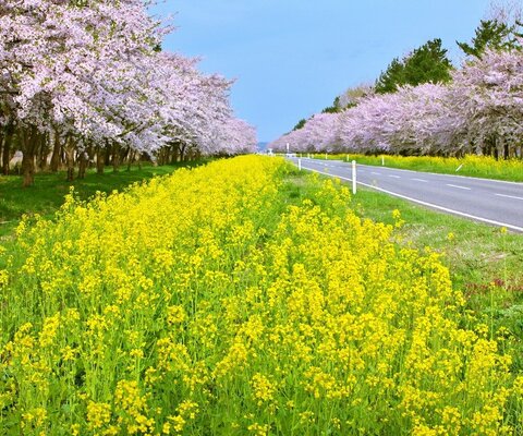 桜並木と菜の花ロード 秋田県 全国の花風景 はなまっぷ 日本の美しい花風景 花の名所検索サイト 絶景のお花畑を見に行こう