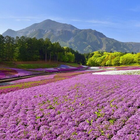 埼玉県 全国の花風景 はなまっぷ 日本の美しい花風景 花の名所検索サイト 絶景のお花畑を見に行こう