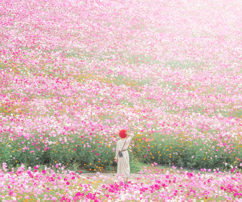 全国の花風景 | 「日本全国の花風景検索サイト【はなまっぷ】|季節 全国の花風景 | 「日本全国の花風景検索サイト【はなまっぷ】|季節