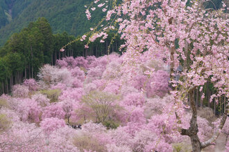 桜4月上旬～