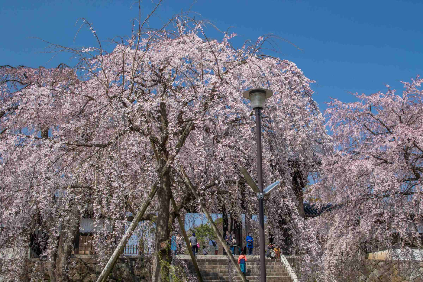 寺百選 東郷寺 | 東京都 | 全国の花風景 | はなまっぷ～日本の美しい花風景～（花の名所検索サイト）｜絶景のお花畑を見に行こう！
