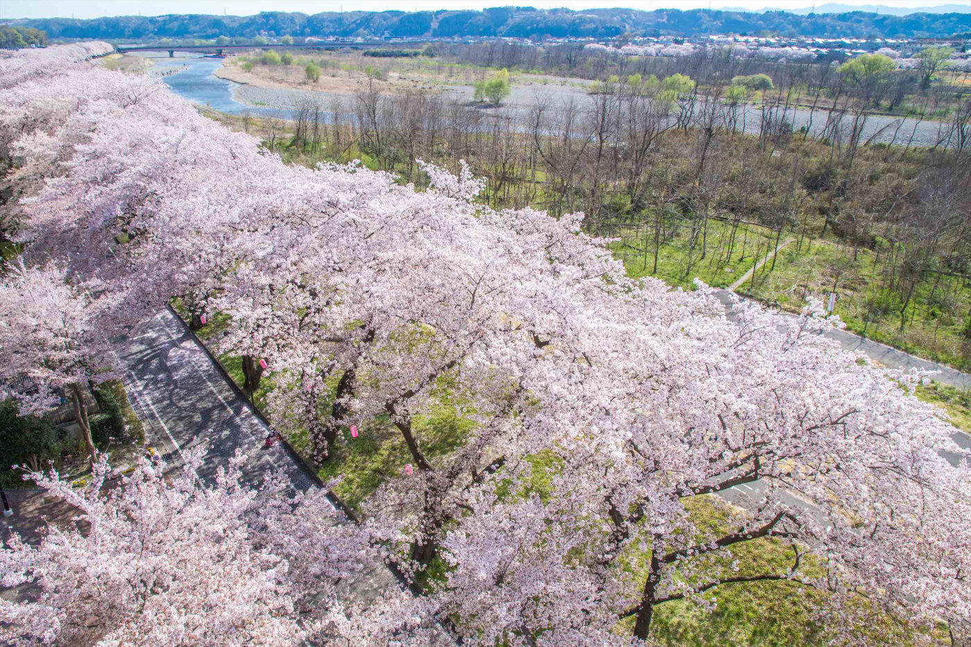多摩川沿いに咲く桜並木を見下ろす