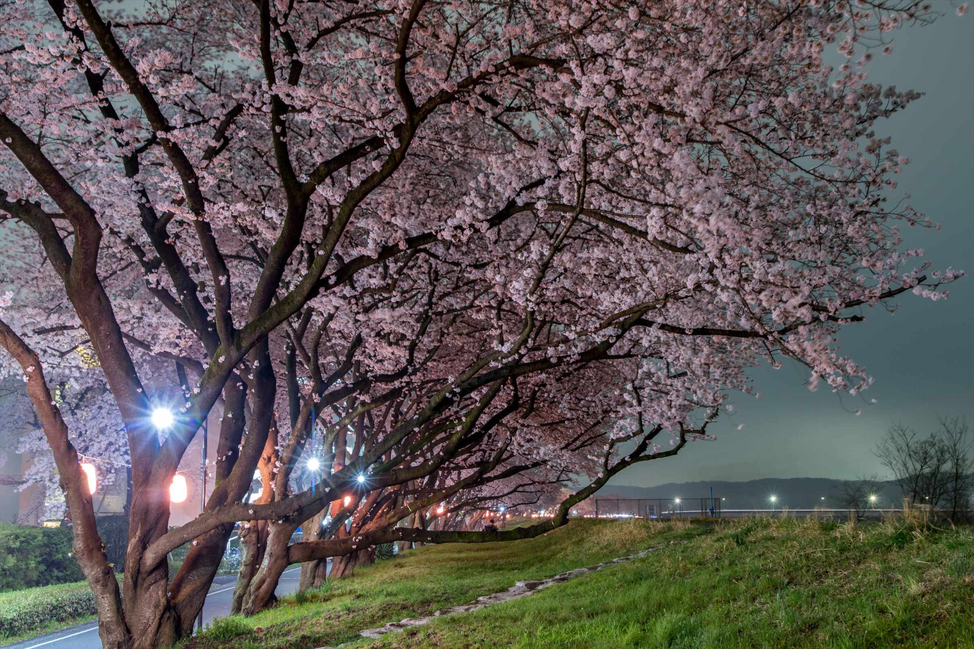 多摩川沿いの桜並木の夜景