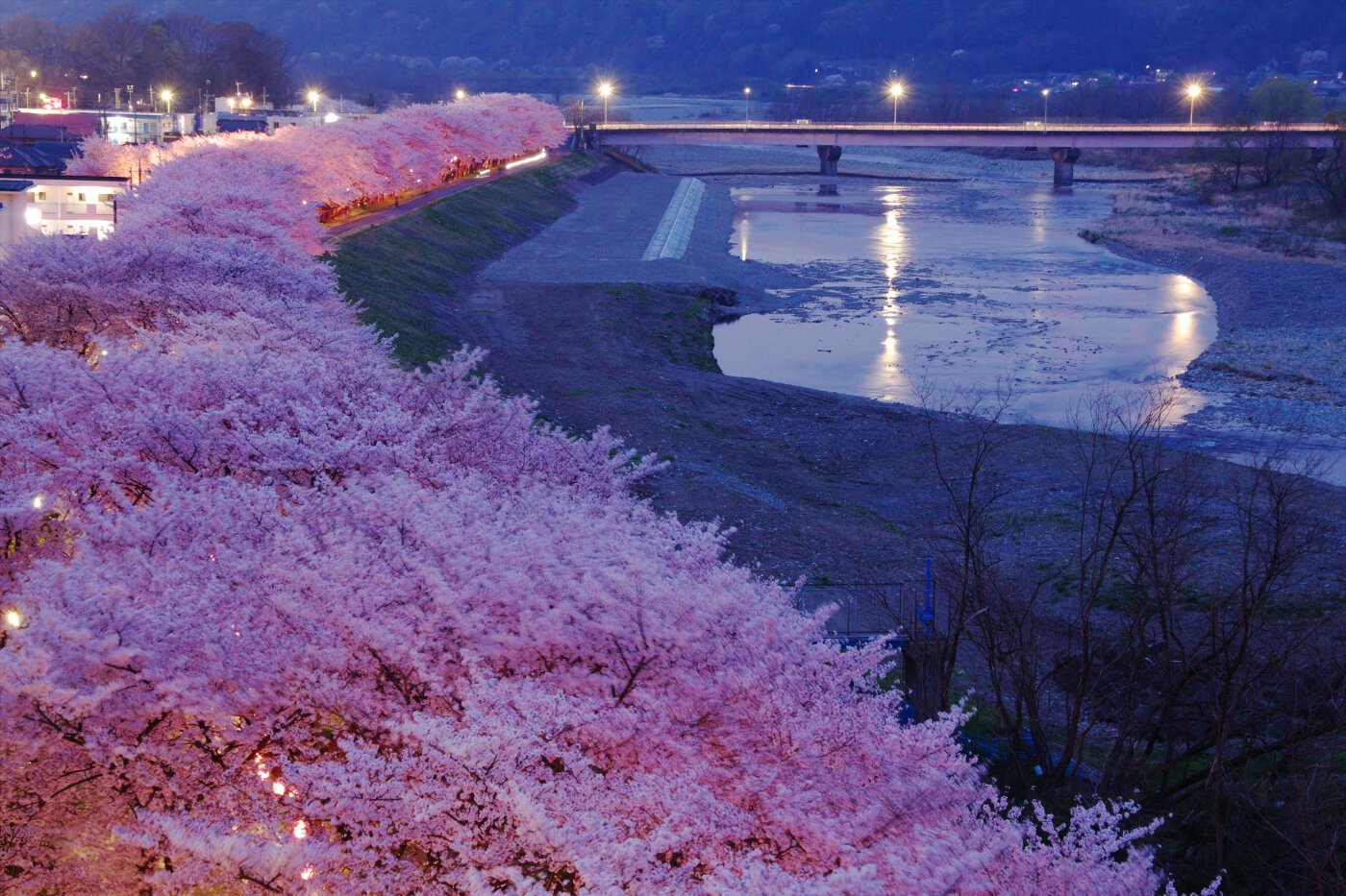 上から見た多摩川沿いの桜並木の夜景