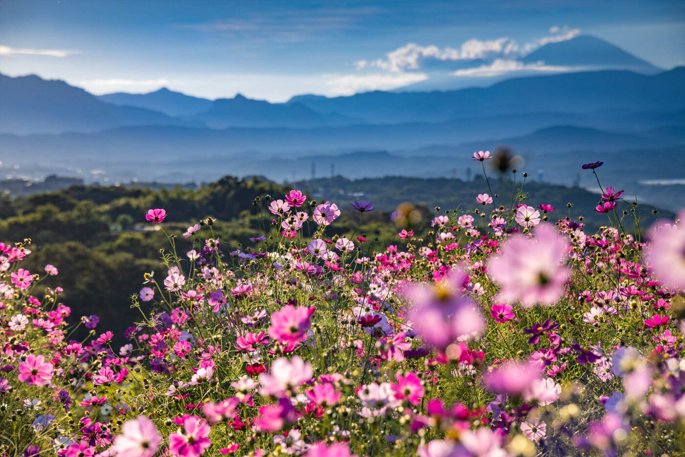 鼻高展望花の丘 | 群馬県 | 全国の花風景 | 「日本全国の花風景検索サイト【はなまっぷ】|季節ごとの開花情報やハッシュタグを使った写真投稿も」