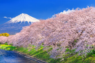 桜3月下旬～