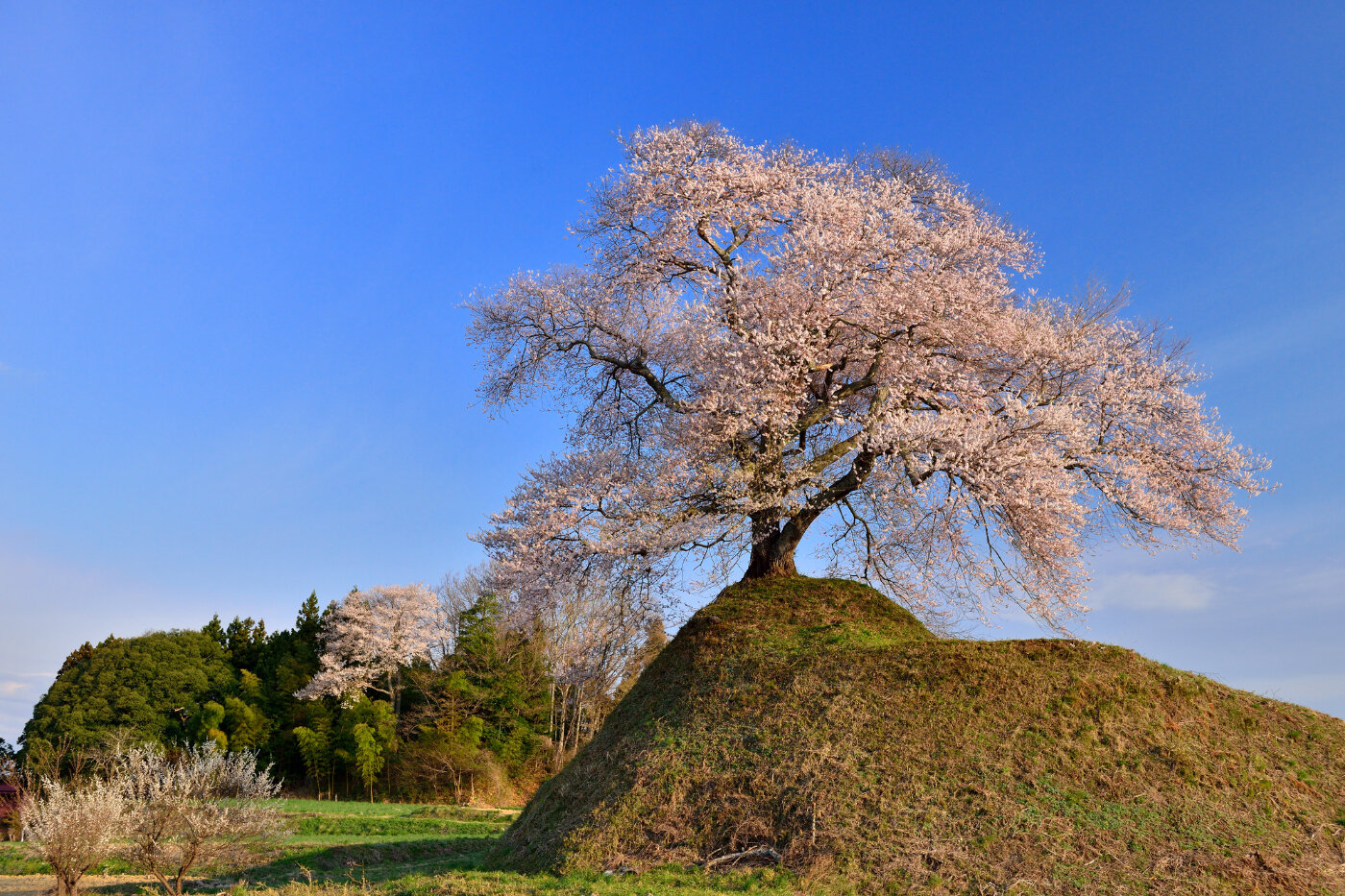 平堂壇の桜 | 福島県 | 全国の花風景 | 「日本全国の花風景検索サイト