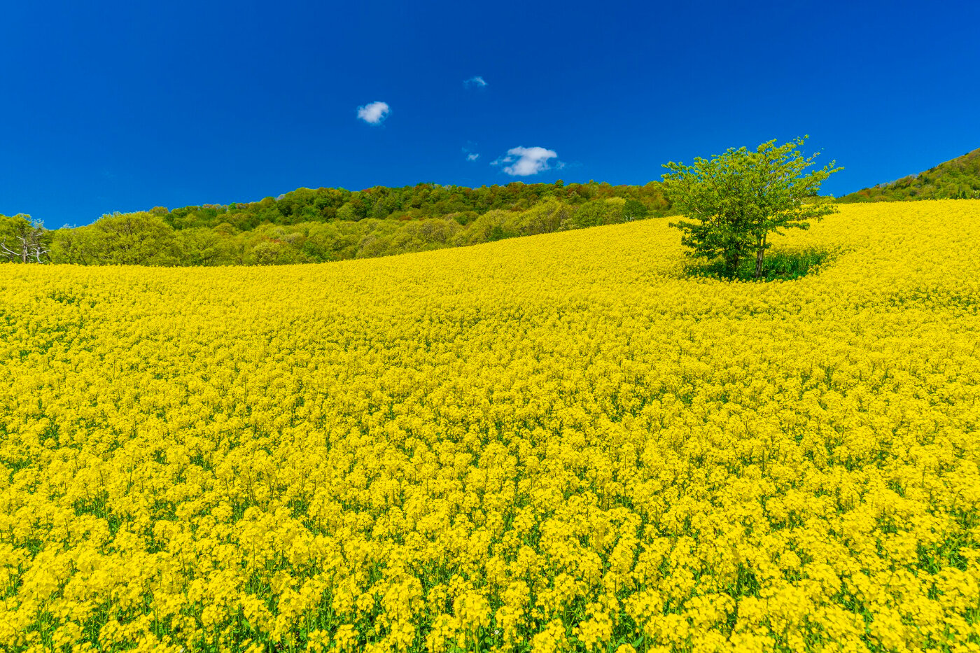 三ノ倉高原花畑 | 福島県 | 全国の花風景 | 「日本全国の花風景検索
